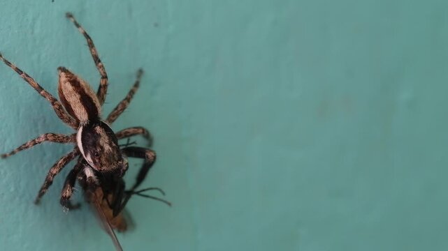 Video of a predatory jumping spider (Menemerus bivittatus) grabbing a housefly on a blue wall to immobilize it before taking it to its nest. Footage of the arachnid hunting its prey in 4K resolution.