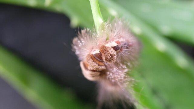 Video of the pest animal of brown caterpillar, Phobetron pithecium, also known as the monkey slug caterpillar, perched on the tip of an aloe vera stem. Bug larvae in the wild in 4K Resolution Footage