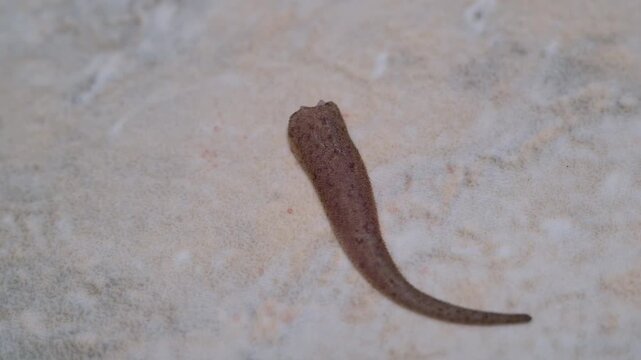 Video of a gecko's severed tail wiggling, a method of reptile autotomy to escape predators. The gecko's tail is brownish-gray with a small blood spot at the base. 4K Resolution Footage