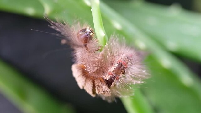 Video of the pest animal of brown caterpillar, Phobetron pithecium, also known as the monkey slug caterpillar, perched on the tip of an aloe vera stem. Bug larvae in the wild in 4K Resolution Footage