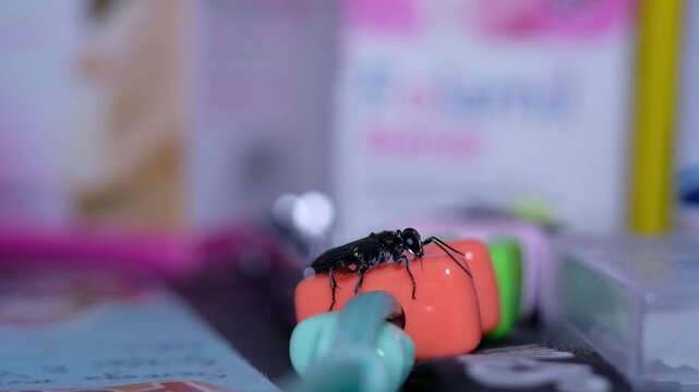 Macro video clip of a beautiful metallic black digger wasp perched and walking on an object on a table. Footage of the Chalybion Californicum insect in 4K HD resolution.