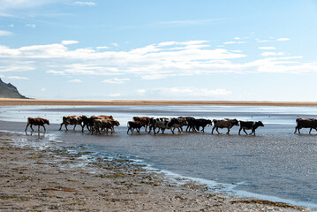 Cows walking on Rau&eth;isandur beach in the Westfjords of Iceland with mountains in background. Unique Iceland landscape with wet sand, calm water, and peaceful rural nature in the Westfjords.