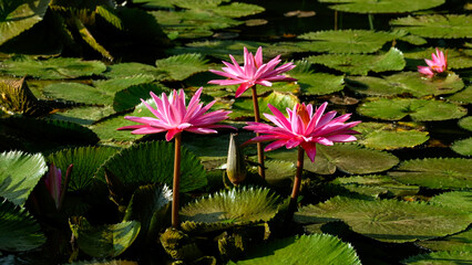 czerwone lilie wodne rosnące w swoim własnym środowisku pośr&oacute;d zielonych pływających liści