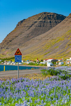 Lupine flowers overlooking Patreksfj&ouml;r&eth;ur village in the Westfjords of Iceland with scenic coastal mountains and summer landscape