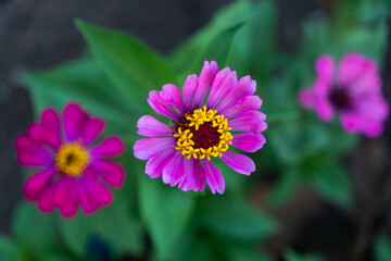 Obraz premium Colorful Zinnia flowers blooming in a vibrant garden, showcasing bright petals and natural summer beauty. 