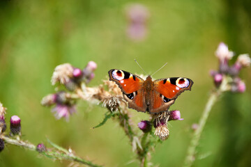 Vibrant Peacock Butterfly Perched on Purple Thistle Flower in Summer