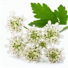 Delicate cluster of white meadowsweet blossoms isolated on a pristine white background