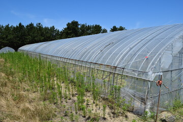 農業用ビニールハウス