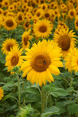 Fototapeta premium Bright Yellow Sunflower Field in Summer Sunlight with Bumblebee