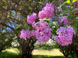 Lilac syringa vulgaris flowering shrubs in the spring park.