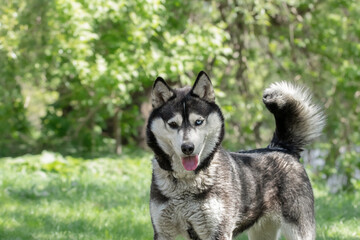Fototapeta premium Husky dog walking in the grass in the park in spring.Preventive treatment of dogs from ticks in the spring.