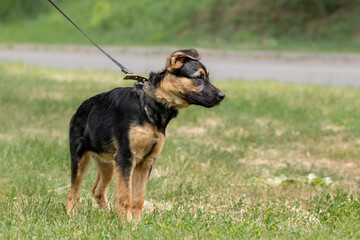 Cute puppy standing in the grass.The concept of mandatory treatment of dogs from ticks in the spring.