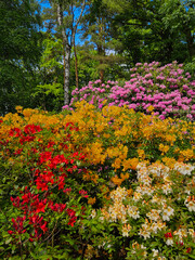 Obraz premium Multicolored azalea garden with trees and blue sky