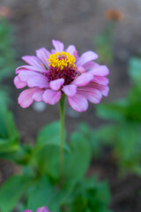 Obraz premium Colorful Zinnia flowers blooming in a vibrant garden, showcasing bright petals and natural summer beauty. 