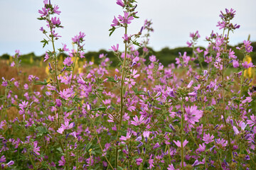 Obraz premium Vibrant Purple Common Mallow Wildflowers Blooming in a Summer Meadow