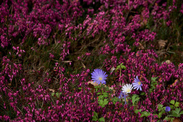 Fototapeta premium Vibrant Purple Heath and Blue Anemone Flowers Blooming in Spring