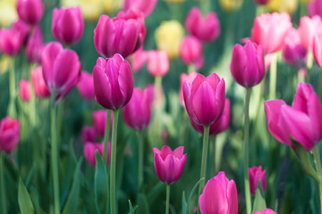 Dreamy pink tulips in spring garden, soft focus floral background with bokeh, romantic moody light, natural green backdrop, gentle atmosphere