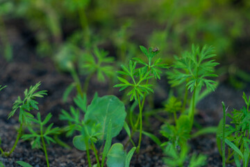 Obraz premium Fresh carrot plant growing in soil, showcasing vibrant green leaves and healthy root development.