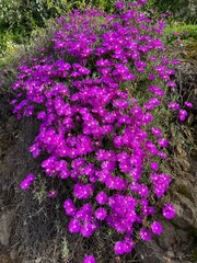 Obraz premium Vibrant Purple Ice Plants: A sunny hillside is covered in a lush carpet of drought-tolerant purple ice plants, showcasing their succulent leaves and brilliant blooms in a water-wise landscape.