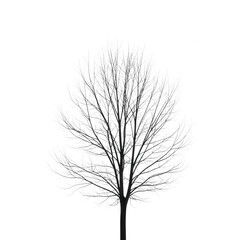 Obraz premium Bare tree silhouette with intricate branches