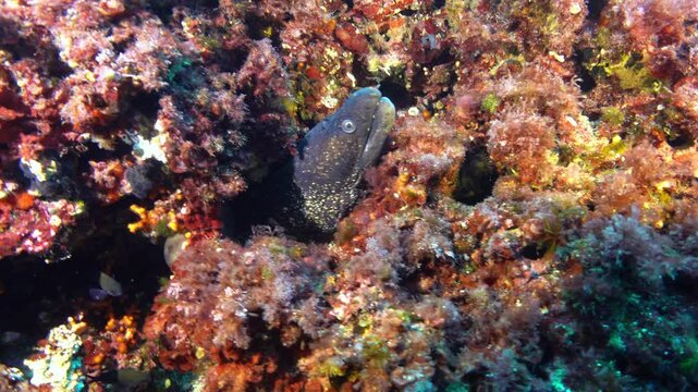 Moray eel in a Mediterranean Sea reef