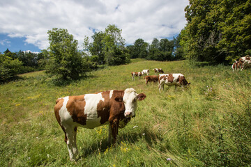 Naklejka premium paysage du jura, vache montbéliarde en train de brouter dans un pré en été pour donner du lait
