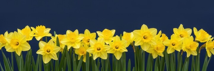 Obraz premium St. David’s Day panoramic background with bright yellow daffodils border on dark navy blue backdrop, Welsh national holiday floral banner with copy space