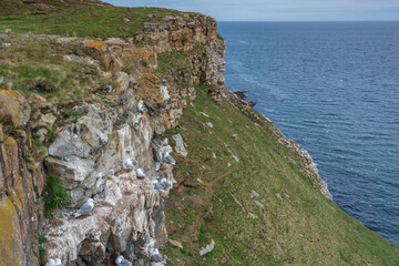 View from birdcliff of Ekker&oslash;y, Nordvaranger, Norway