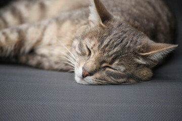 A cat is laying on a sun lounger in a shade and looking in totally relaxed calm mood. Summer time pet activity.