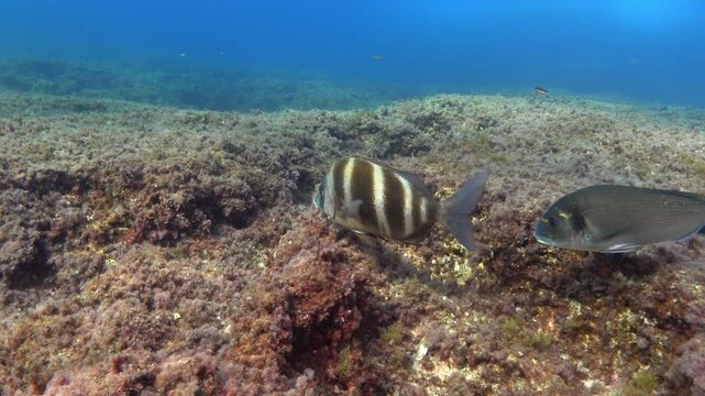 Imperial bream and gilt-head bream in clean shallow water