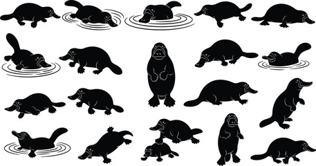 Platypus silhouette collection with swimming walking and standing poses isolated on white background © Ayejoddin