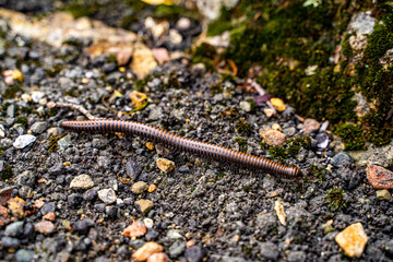 Close-Up of a Millipede (Tylobolus) Moving Across Forest Floor, Mount Tamalpais