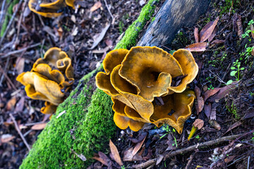 Close-Up of a Glowing Omphalotus Fungus in Woodland Habitat