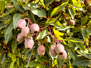 Close-Up of Corymbia ficifolia Seed Pods (Red Flowering Gum Eucalyptus) in California