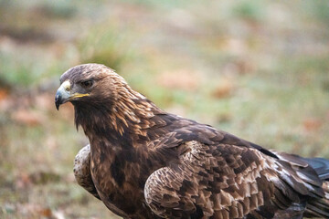Obraz premium Golden eagle (Aquila chrysaetos) photographed in Spain