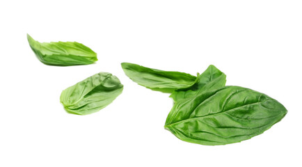 Fototapeta premium Fresh basil, green leaves isolated on white background