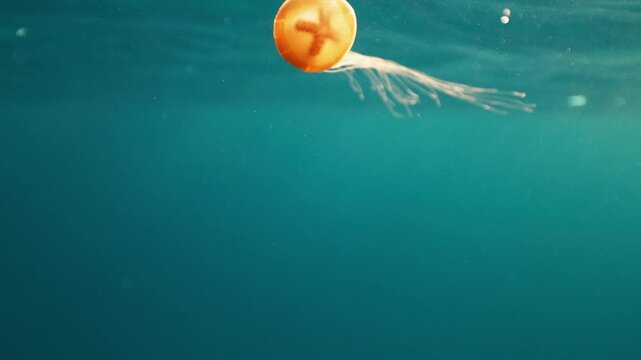 Sea northern nettle jellyfish, Chrysaora fuscescens swims in West Coast dark ocean water. Amazing nature background of chrysaora melanaster, also known as orange medusa. Calming beautiful underwater.
