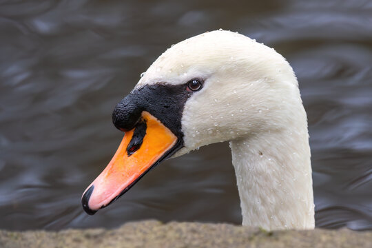 Close-up of a male mute swan head portrait near water in park pond