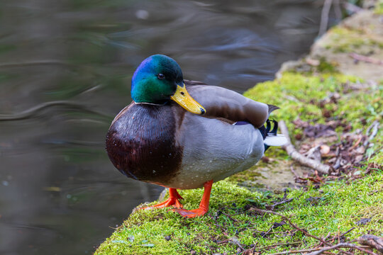 Male mallard duck standing on mossy bank beside pond