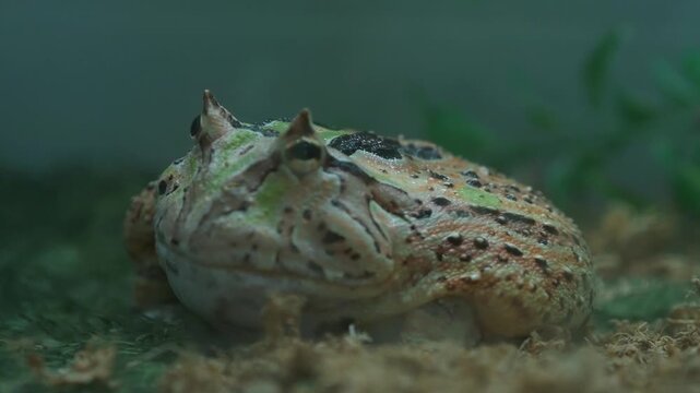 Pacman Frog