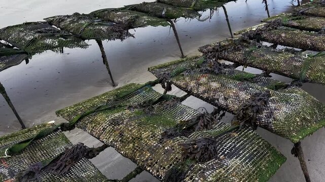 Oyster farm on the Normandy coast of France. High quality 4k footage