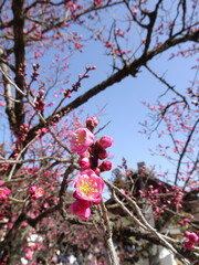 春に咲く濃いピンクの梅