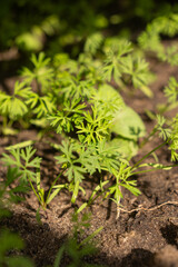 Obraz premium Fresh carrot plant growing in soil, showcasing vibrant green leaves and healthy root development.