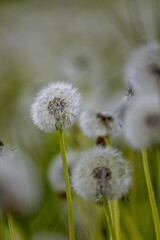 Dandelion (Taraxacum) seed heads growing in a green meadow