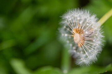 Dandelion (Taraxacum) seed head losing individual seeds in nature