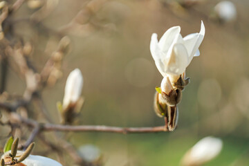 White magnolia stellata flower bud beginning to bloom on a thin branch with soft natural light and bokeh background © svittlana