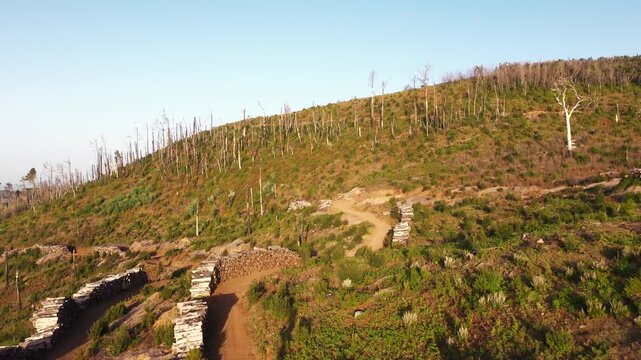Aerial drone flyover above rural road with stacked logs leading into burnt forest at golden hour in Tenerife