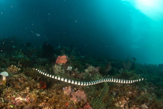 Close up banded sea krait gliding through coral reef waters in Ticao Donsol Philippines