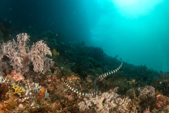 Wide angle underwater view of banded sea krait moving across vibrant coral reef Ticao Donsol