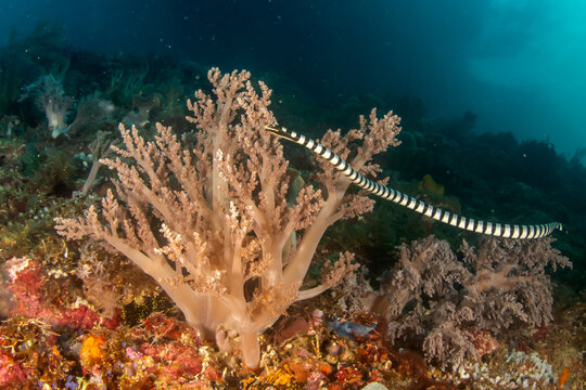 Wide angle close up of banded sea krait swimming over tropical coral reef Ticao Philippines